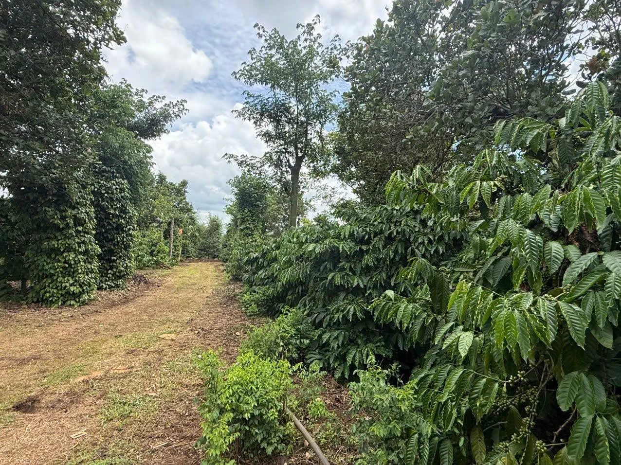 Bán 1,8 hectare rẫy cà phê tiêu Đắk Mil 3,5 tỷ - Ảnh 1