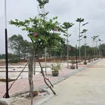 Lô đất đẹp phân khúc giá rẻ tại Nam Cửa Việt - Ảnh thu nhỏ 4