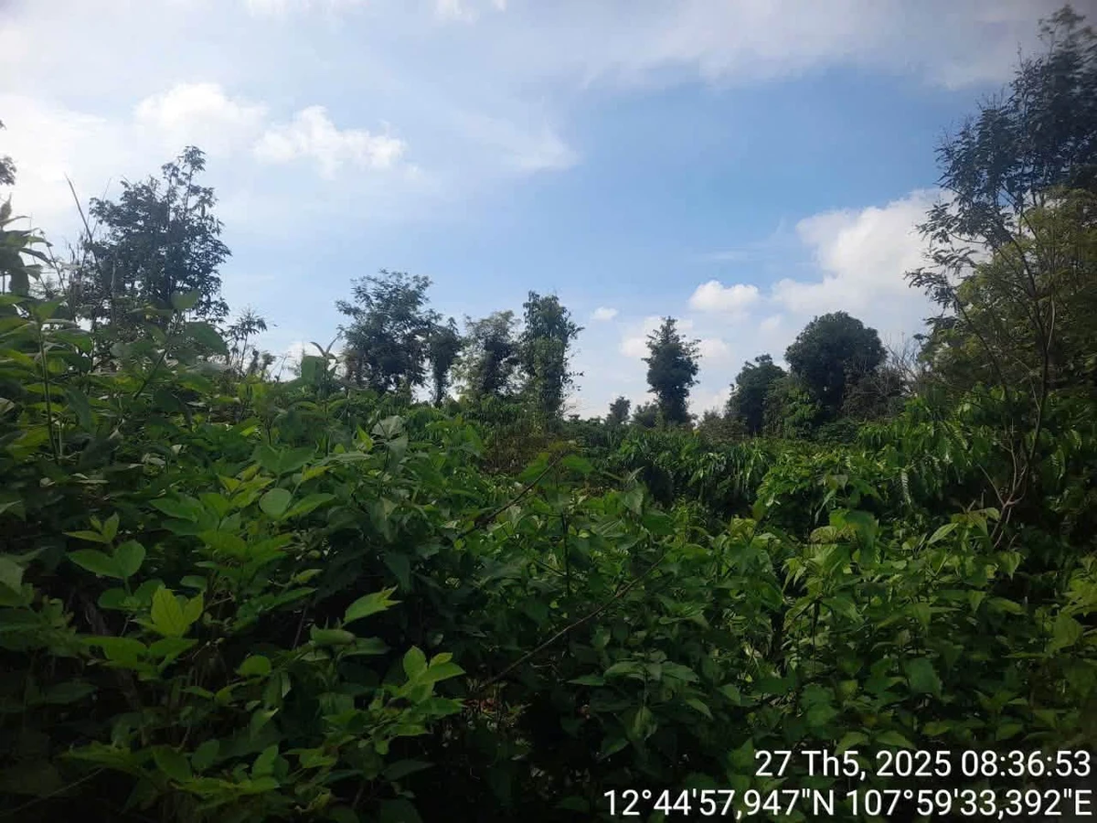 Bán lô đất cà phê 1,1ha Buôn Đôn Đắk Lắk - Ảnh thu nhỏ 2