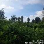Bán lô đất cà phê 1,1ha Buôn Đôn Đắk Lắk - Ảnh thu nhỏ 2