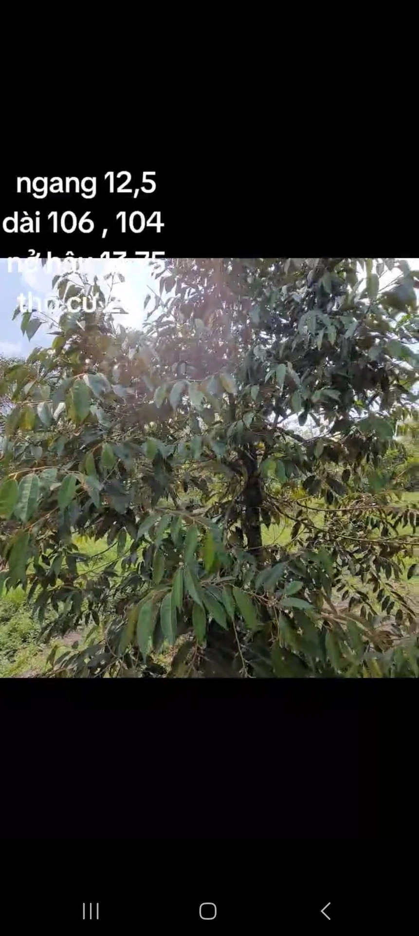Bán đất Đường Đỏ 1325m² vườn cây ăn trái 850 triệu - Ảnh 1