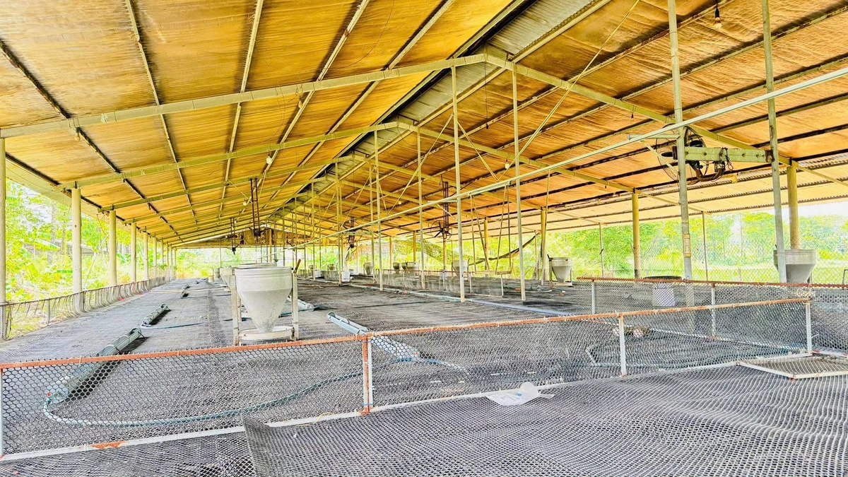 Bán trại heo 10.000m² Dầu Giây, Đồng Nai, 6,3 tỷ - Ảnh thu nhỏ 3