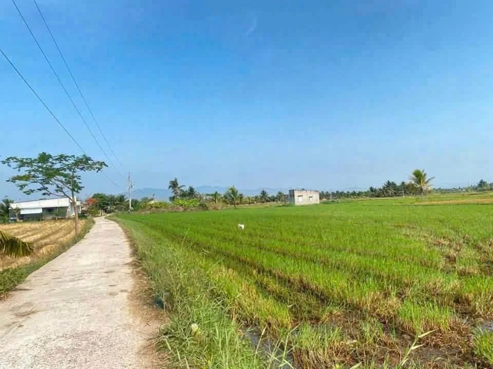 Bán đất thổ cư 1000m² Hàm Thuận 650 triệu - Ảnh thu nhỏ 2