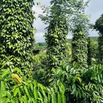 Bán đất 1.5 ha sổ hồng tiêu xen cà Đắk Song - Ảnh thu nhỏ 2
