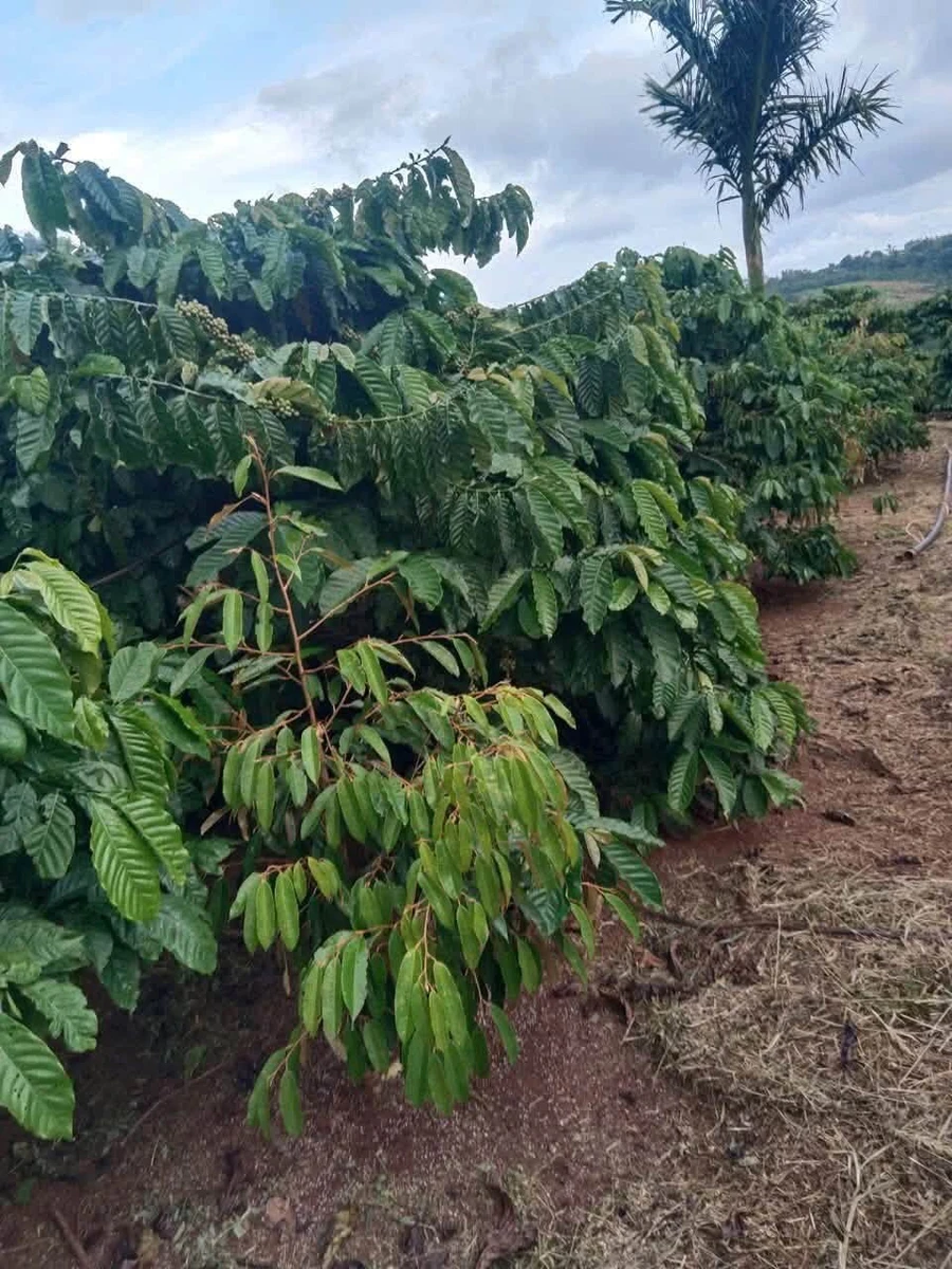 Bán đất rẫy gần 1 ha cà phê và sầu riêng tại xã Dliêyang, Ea H'Leo, Đắk Lắk - Ảnh 1