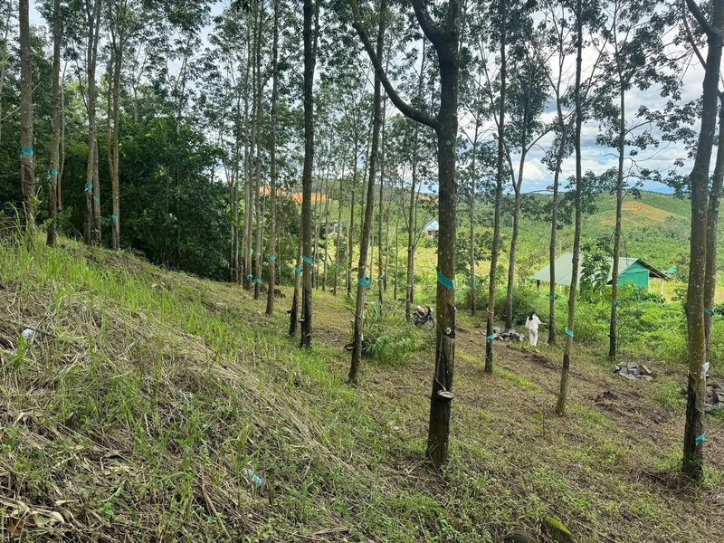 Bán 1 ha đất cao su Nam Xuân Đăk Săk Lâm Đồng 1 tỷ 400 triệu