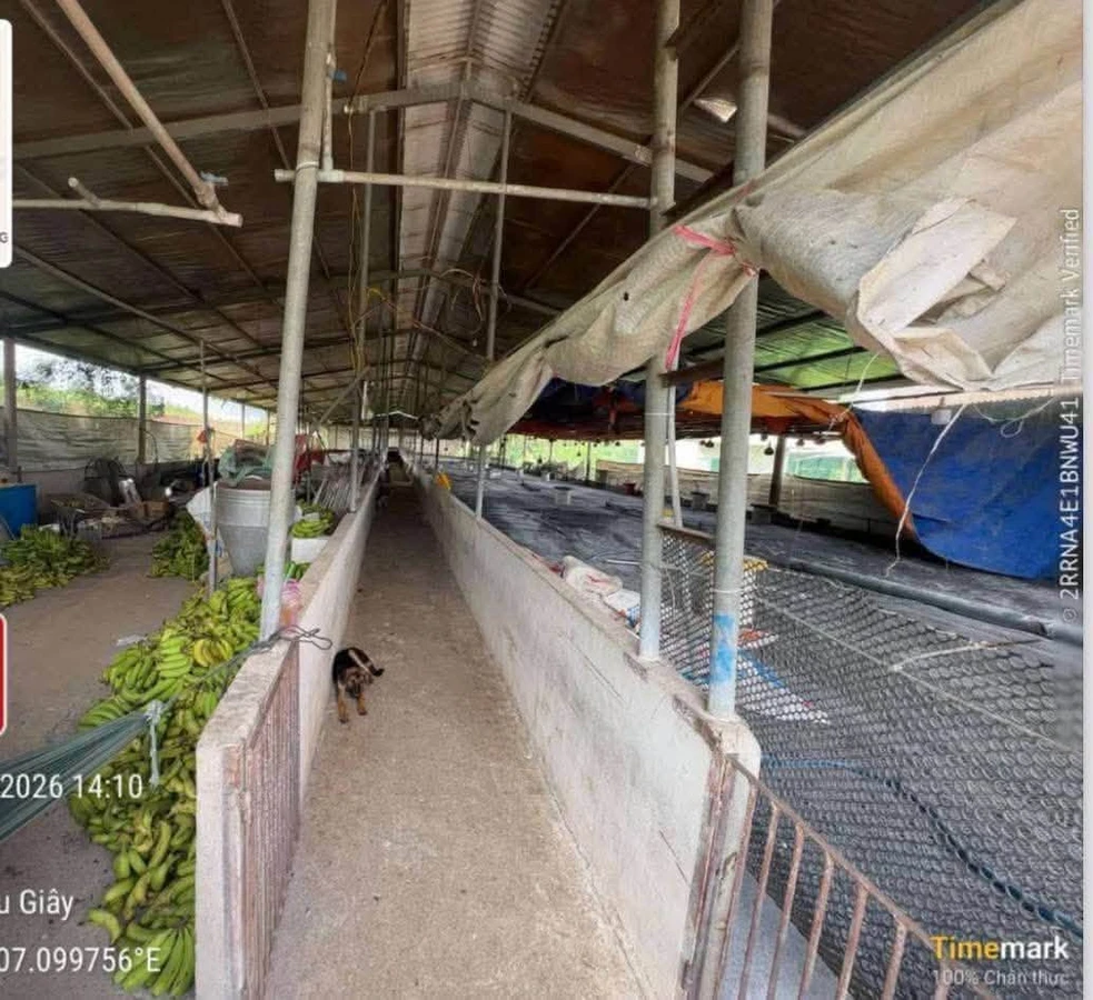 Bán trại chăn nuôi 74m mặt tiền Dầu Giây 6.5 tỷ - Ảnh 1