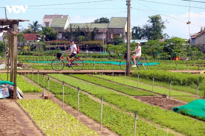 Bán đất 195m² mặt tiền 8m xây villa gần làng rau Trà Quế, Hội An