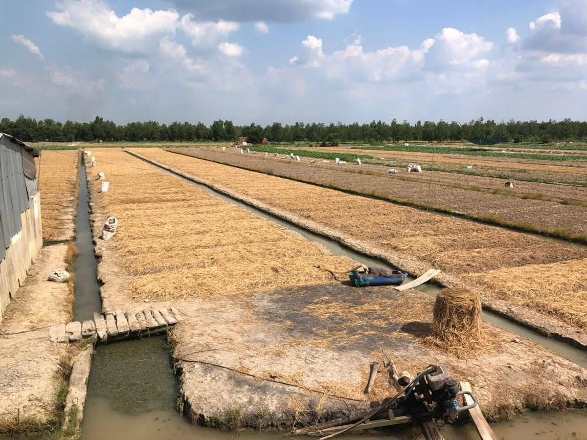 Bán 8500m2 đất Bình Tân Vĩnh Long - 350tr/1000m2 - Ảnh 1