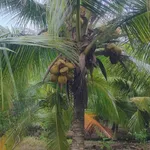 Bán đất vườn dừa 1,2 mẫu tại Mỹ Hòa, Ba Tri - Ảnh thu nhỏ 3