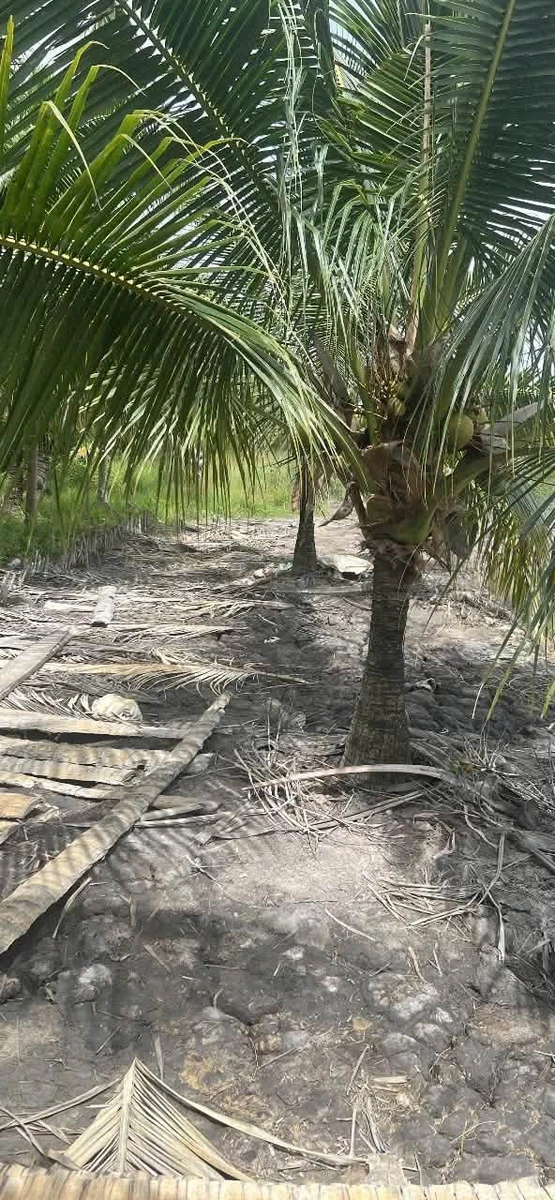 Bán 2.223m2 đất vườn xã An Khánh, Bến Tre, cách quốc lộ 57B 200m, sổ hồng riêng - Ảnh thu nhỏ 3