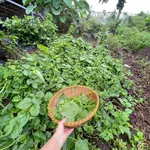 Bán đất Vườn La Ngà 1000m² view sông 580 triệu - Ảnh thu nhỏ 1