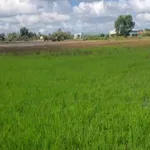 Bán 2 công đất lúa mặt tiền Lộ Tập Đoàn 5, Thủ Thừa, Long An - Ảnh thu nhỏ 3