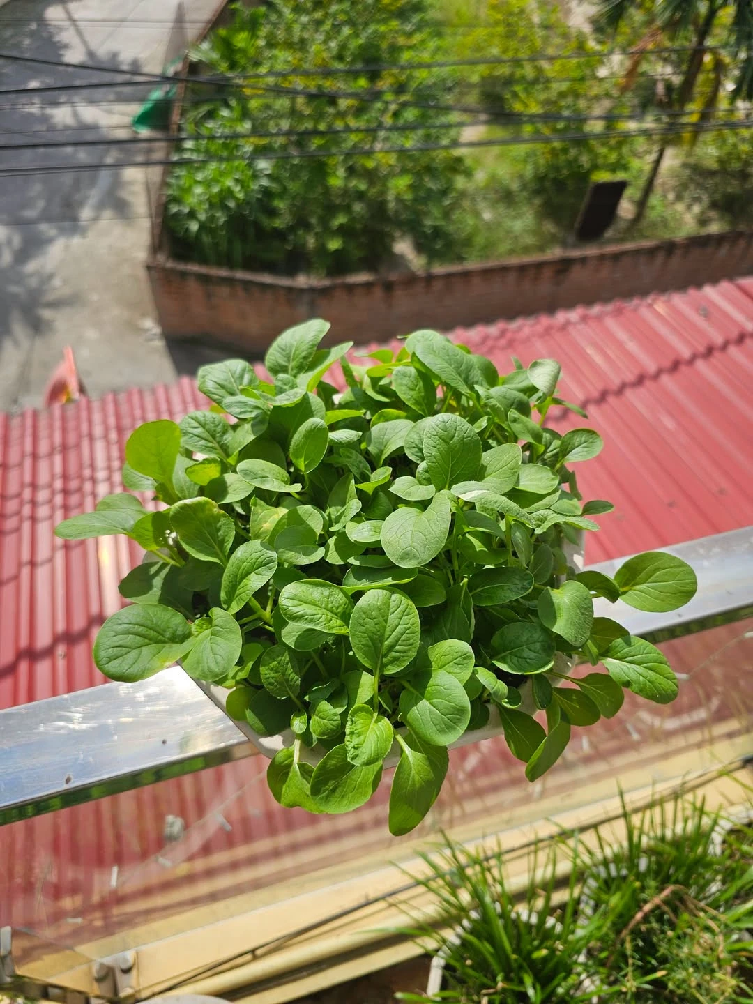 Bán đất 90m2 Hồng Phong Hóc Môn 6 tỷ - Ảnh 1