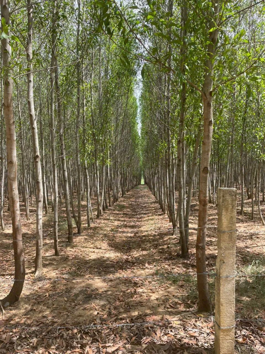 Bán đất keo lá tràm 10 ha tại Ninh Sơn Khánh Hòa - Ảnh thu nhỏ 5