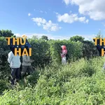 Bán lô đất 16x26m mặt tiền Tân Hội 990 triệu - Ảnh thu nhỏ 1