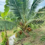 Bán đất 1155m2 gần Phan Thiết, 430 triệu - Ảnh thu nhỏ 2