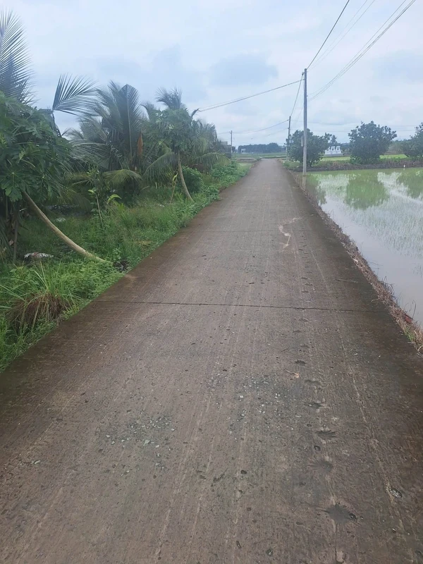 Bán đất Bình Trinh Đông, Tân Trụ, Long An, 1.2 công, 820 triệu