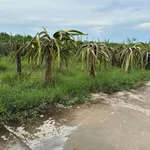 Bán đất 6 sào mặt tiền 83m Bình Thuận Nhà Bè - Ảnh thu nhỏ 4