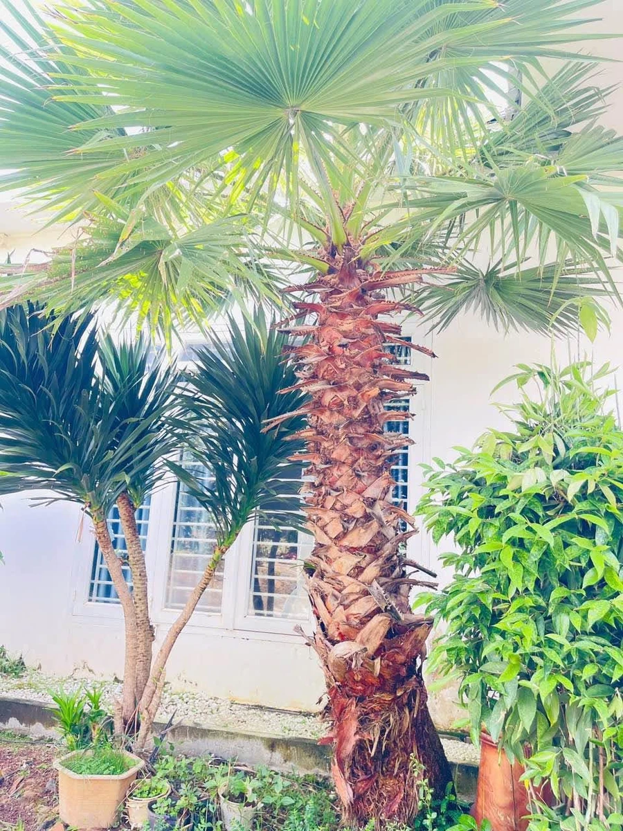 Nhà vườn mái Nhật Tạ Quang Bửu, 200m2, 4 PN, 5,6 tỷ - Ảnh thu nhỏ 4