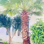 Nhà vườn mái Nhật Tạ Quang Bửu, 200m2, 4 PN, 5,6 tỷ - Ảnh thu nhỏ 4