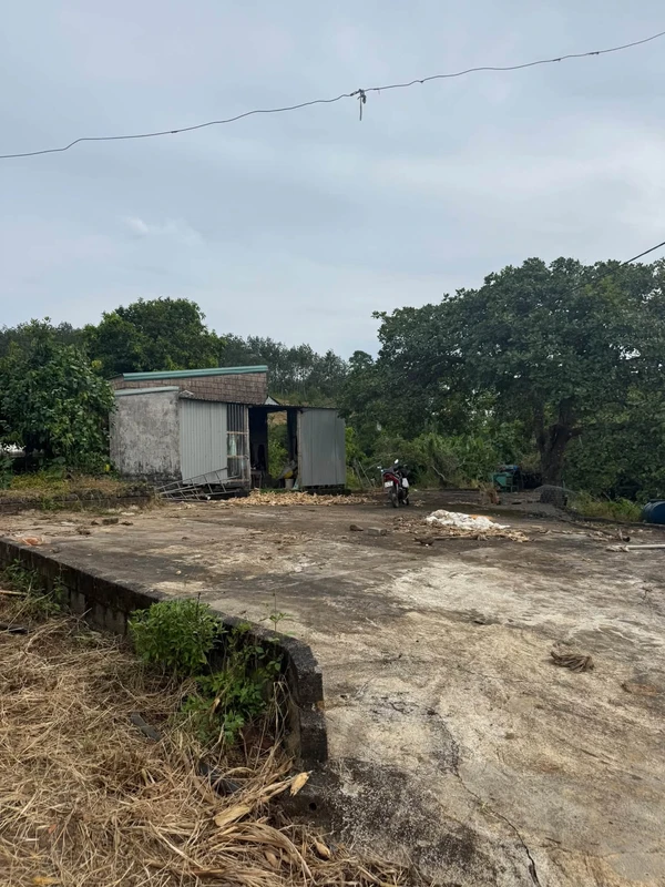 Bán đất 2 hectare có cây kinh doanh tại Eahleo