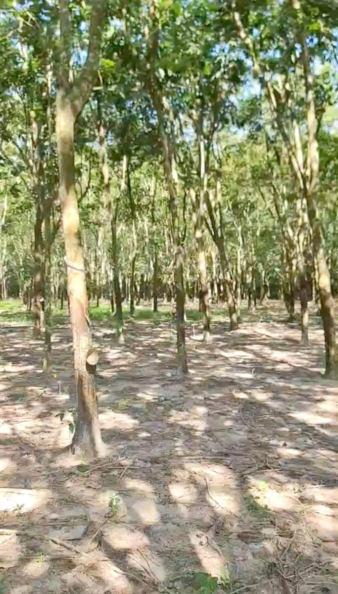 Bán đất cao su 8,2 sào, 25m mặt tiền, Chơn Thành, Bình Phước - Ảnh 1