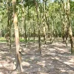 Bán đất cao su 8,2 sào, 25m mặt tiền, Chơn Thành, Bình Phước - Ảnh thu nhỏ 1