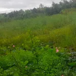 Bán đất nền 7000m2 mặt tiền 50m tại Long Hậu, Đồng Tháp - Ảnh thu nhỏ 4