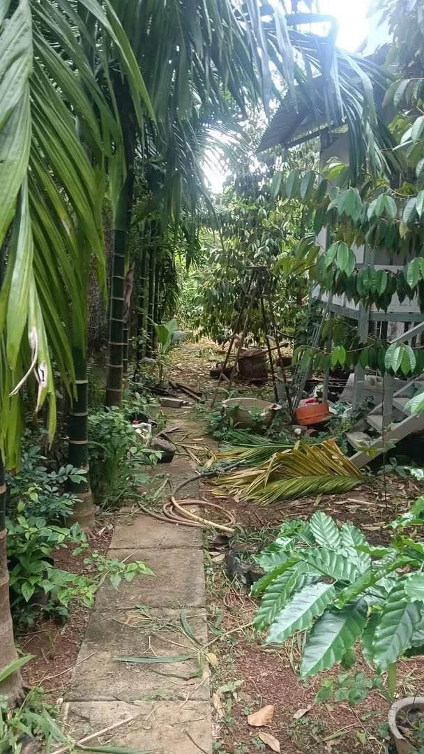 Bán lô đất thổ cư 5x41m giá 750 triệu tại Cư Jút, Lâm Đồng - Ảnh thu nhỏ 3
