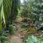 Bán lô đất thổ cư 5x41m giá 750 triệu tại Cư Jút, Lâm Đồng - Ảnh thu nhỏ 3