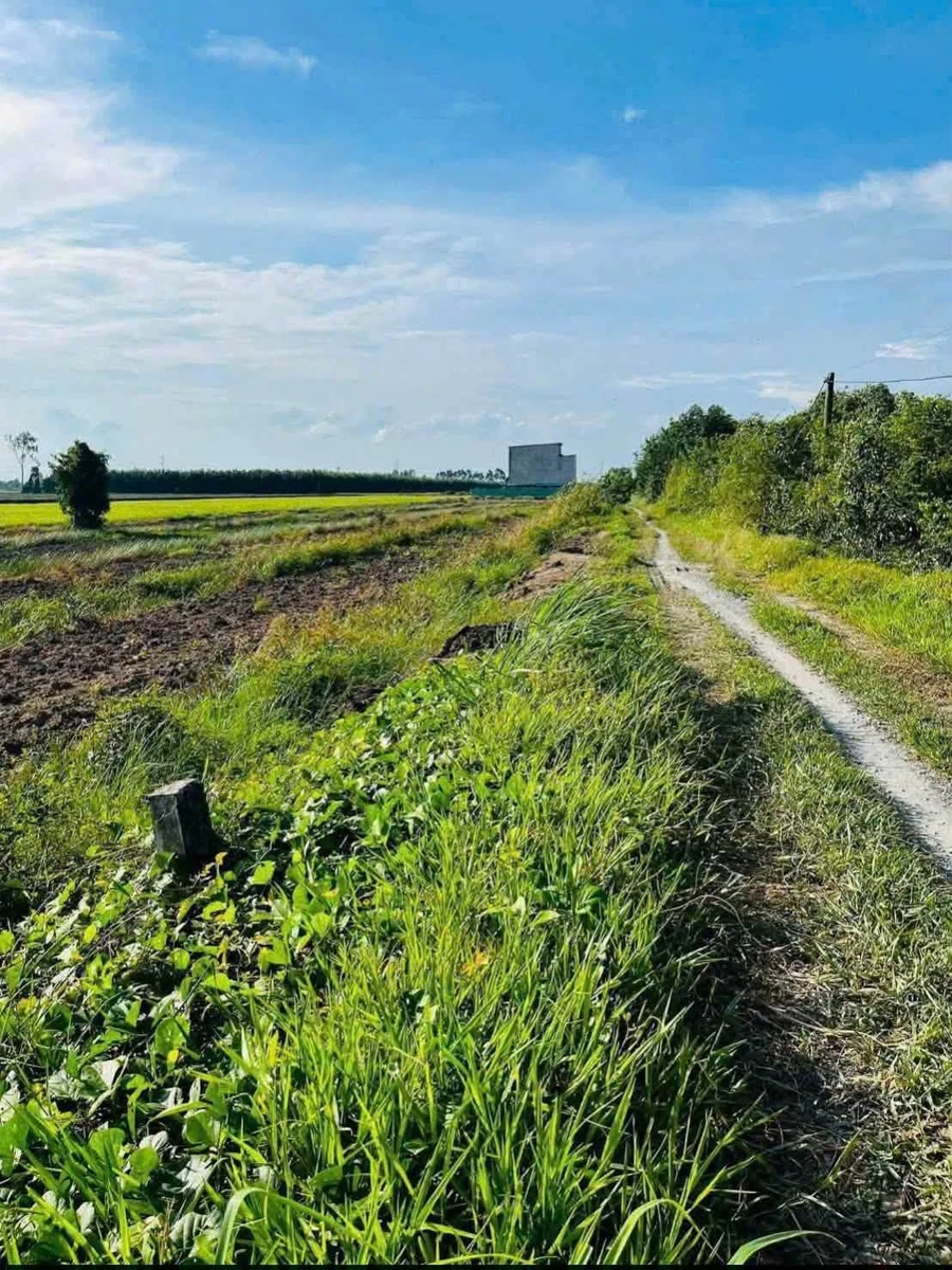 Bán đất lúa 1200m² Thủy Đông Thạnh Hóa Long An 429 triệu - Ảnh 1