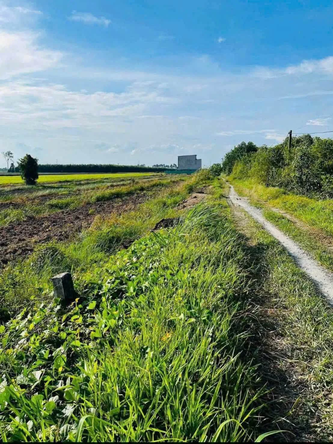 Bán đất lúa 1200m² Thủy Đông Thạnh Hóa Long An 429 triệu - Ảnh 1