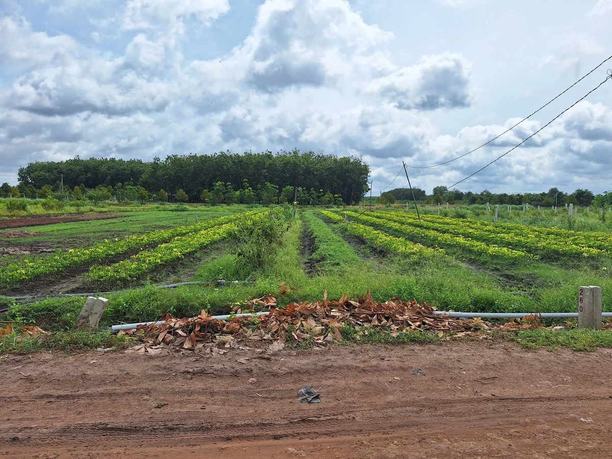 Bán đất ngộp 125m² full thổ cư Tây Ninh 195 triệu - Ảnh thu nhỏ 3
