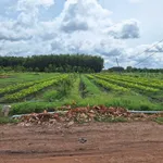 Bán đất ngộp 125m² full thổ cư Tây Ninh 195 triệu - Ảnh thu nhỏ 3