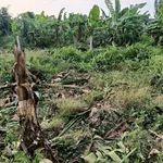Bán đất Bàu Hàm 1000m2 giá 950 triệu - Ảnh thu nhỏ 1