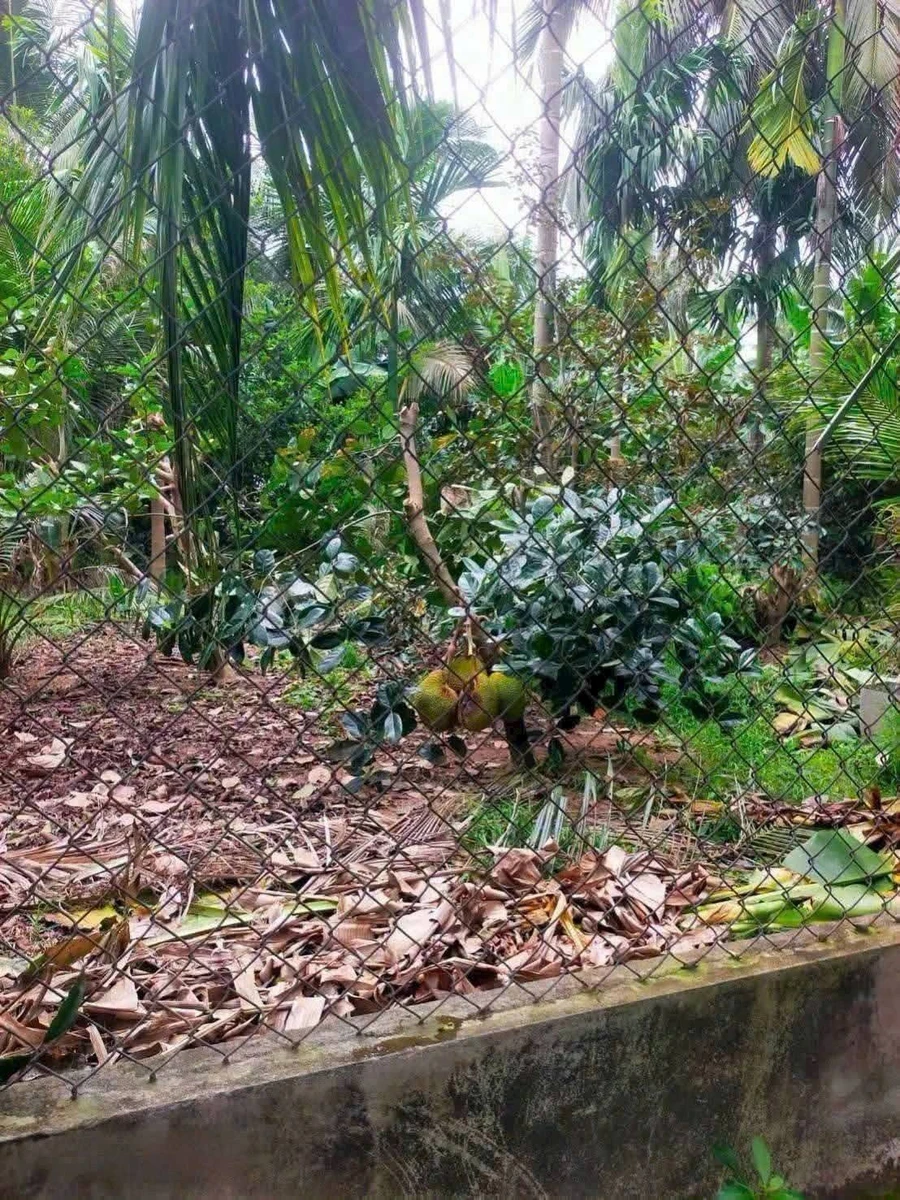 Bán đất vườn dừa 4.000m² mặt tiền Phước Long, Vĩnh Long - Ảnh thu nhỏ 2