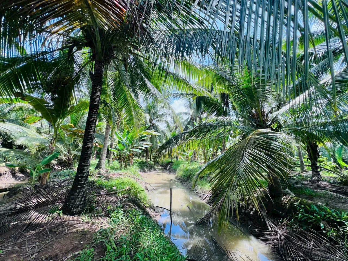 Bán 4200m đất vườn với nhà ở tại Thuận Điền, Bến Tre - Ảnh thu nhỏ 5