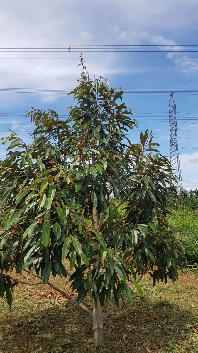 Bán đất vườn 1.170m² giá 1 tỷ 350 triệu gần Phạm Ngũ Lão - Ảnh thu nhỏ 4