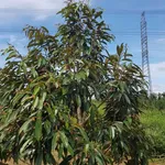 Bán đất vườn 1.170m² giá 1 tỷ 350 triệu gần Phạm Ngũ Lão - Ảnh thu nhỏ 4