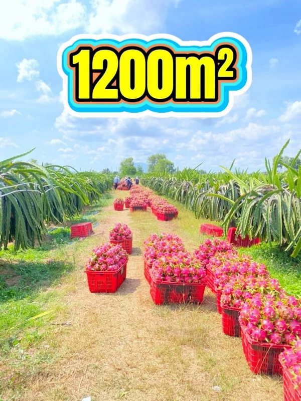 Bán đất 1200m² Km14 Hàm Kiệm 345 triệu