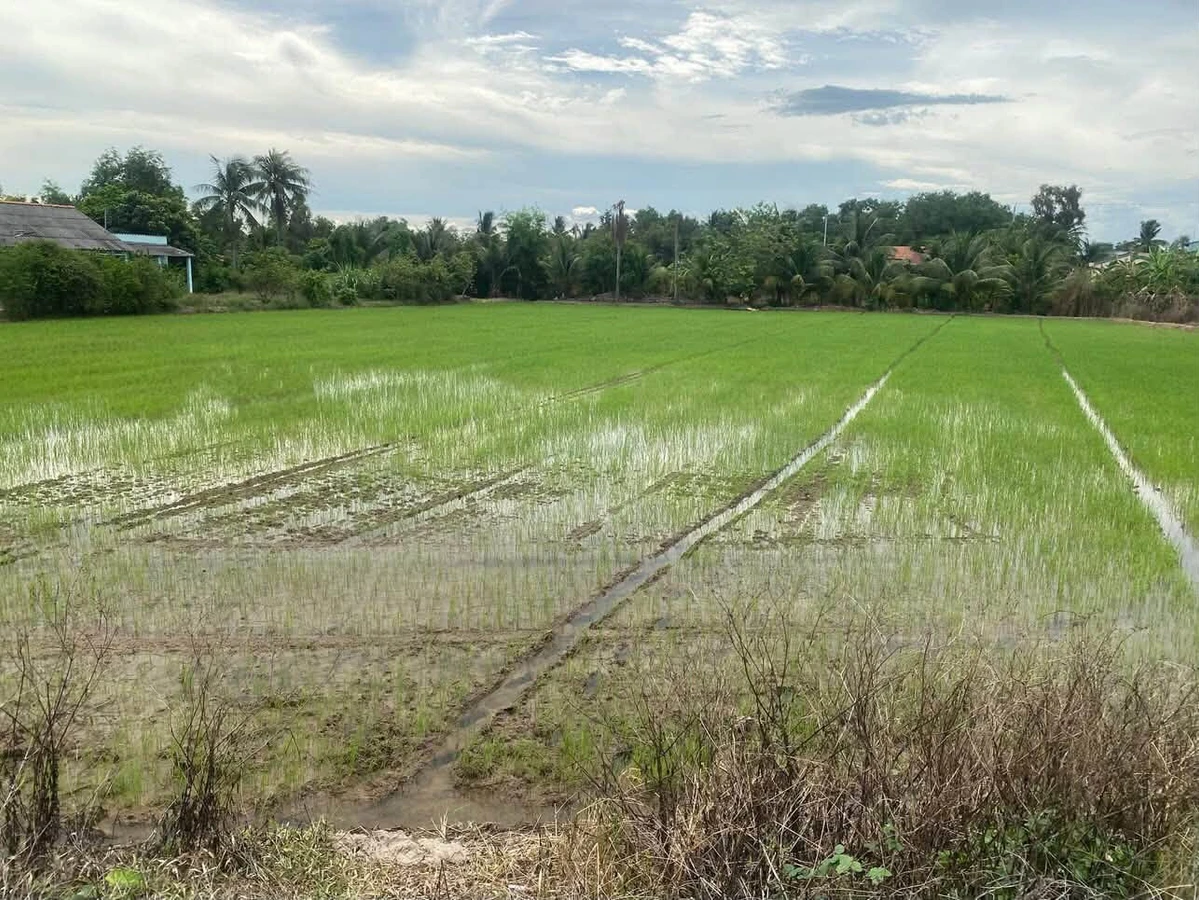 Bán đất 3.911m² Long An/Tây Ninh, sát cao tốc TP.HCM - Trung Lương - Ảnh thu nhỏ 3