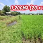 Bán đất Mỹ Hạnh Đức Hòa 1.260m² 1,5 tỷ - Ảnh thu nhỏ 2