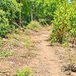 Bán đất nông nghiệp ven biển Châu Tân 577m2 - 159 triệu - Ảnh thu nhỏ 3