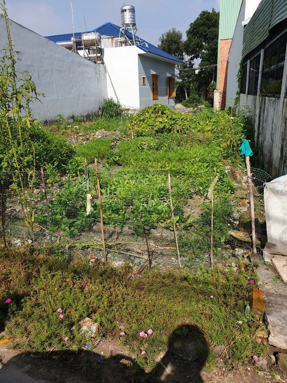 Bán đất 5x23m sổ hồng riêng Phường Trảng Dài Bình Dương - Ảnh 1