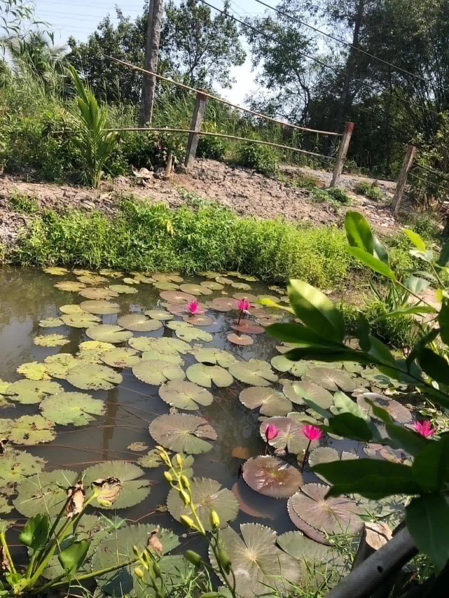 Bán gấp nhà vườn view kênh 1000m2 giá 1,1 tỷ tại ấp 2, Bình Đức, Bến Lức, Long An - Ảnh thu nhỏ 5