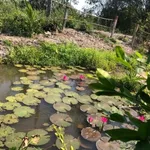 Bán gấp nhà vườn view kênh 1000m2 giá 1,1 tỷ tại ấp 2, Bình Đức, Bến Lức, Long An - Ảnh thu nhỏ 5