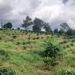 Bán rẫy 1,3ha có cà phê kinh doanh tại Nghĩa Tín, Quảng Thành, Gia Nghĩa, Đắk Nông - Ảnh thu nhỏ 3