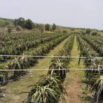 Bán vườn thanh long 2,8ha Tân Hải, Bình Thuận - Ảnh thu nhỏ 5