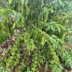 Bán 10ha đất nông nghiệp Quốc Lộ 14, Bù Đăng, Bình Phước - Ảnh thu nhỏ 4